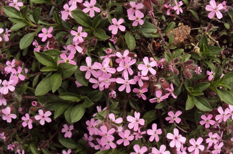 Dal Trentino - Saponaria ocymoides